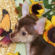 Macy the Chihuahua Puppy