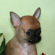 Mario the Chihuahua puppy