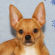 Marvin the Chihuahua Puppy