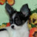 Maya the Chihuahua Puppy