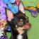 Miss Piggy the Chihuahua Puppy