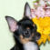 Morgan Chihuahua Puppy
