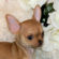 Maria the Chihuahua Puppy