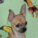 Nick the Chihuahua Puppy
