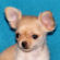 Nugget the chihuahua puppy