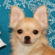 Richie the Chihuahua Puppy