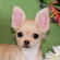 Richie the Chihuahua Puppy
