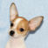 Ricky the Chihuahua Puppy