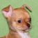 Rose the Chihuahua Puppy