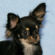 Samantha the Chihuahua Puppy
