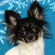 Sasha the Chihuahua Puppy