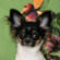 Sasha the Chihuahua Puppy