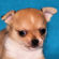 Sherry the chihuahua puppy
