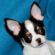 Summer the chihuahua puppy