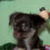 Tia the Chihuahua Puppy