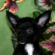 Titus the Chihuahua Puppy