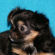 Amber the chihuahua puppy