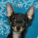 Violet the Chihuahua Puppy