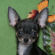Violet the Chihuahua Puppy