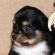 nursery black longcoat female chihuahua puppy