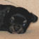 nursery black longcoat female chihuahua puppy