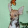 Ginger the Chihuahua Puppy