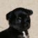 nursery black longcoat male chihuahua puppy