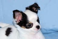Carla - Black & White Spotted Longcoat Female Chihuahua Puppy