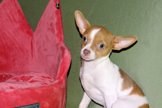 Caroline - Fawn & White Spotted Smoothcoat Female Chihuahua Puppy
