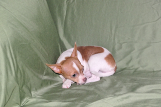 Caroline - Fawn & White Spotted Smoothcoat Female Chihuahua Puppy