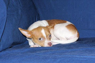 Caroline - Fawn & White Spotted Smoothcoat Female Chihuahua Puppy