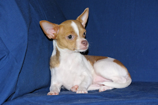Caroline - Fawn & White Spotted Smoothcoat Female Chihuahua Puppy