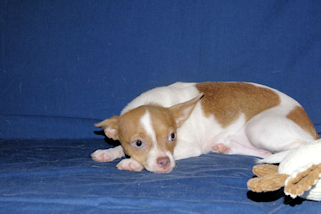 Caroline - Fawn & White Spotted Smoothcoat Female Chihuahua Puppy