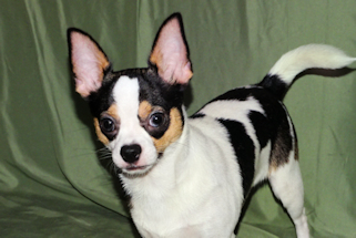 Conner - Black & White Spotted Smoothcoat Male Chihuahua Puppy