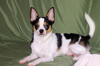 Conner - Black & White Spotted Smoothcoat Male Chihuahua Puppy