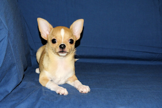 Lucky - Fawn with Black Sableing and Black Mask Smoothcoat Male Chihuahua puppy