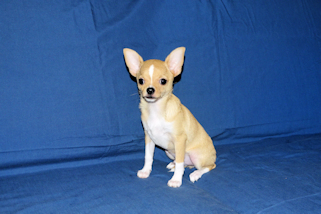 Lucky - Fawn with Black Sableing and Black Mask Smoothcoat Male Chihuahua puppy