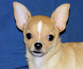 Posie - Fawn with Black Sableing and Black Mask Smoothcoat Female Chihuahua puppy
