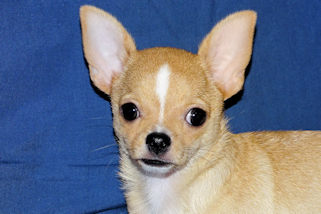 Lucky - Fawn with Black Sableing and Black Mask Smoothcoat Male Chihuahua puppy