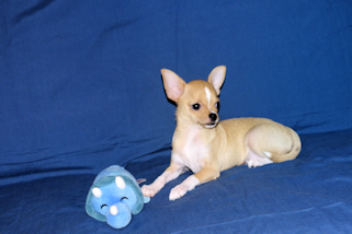 Lucky - Fawn with Black Sableing and Black Mask Smoothcoat Male Chihuahua puppy