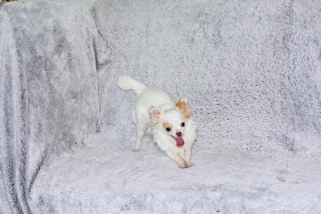 Mouse - Fawn Spotted on White Longcoat Male Chihuahua Puppy