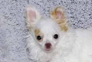 Mouse - Fawn Spotted on White Longcoat Male Chihuahua Puppy