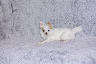 Mouse - Fawn Spotted on White Longcoat Male Chihuahua Puppy