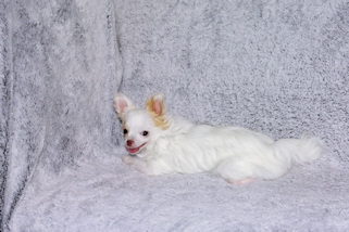 Mouse - Fawn Spotted on White Longcoat Male Chihuahua Puppy