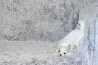 Mouse - Fawn Spotted on White Longcoat Male Chihuahua Puppy