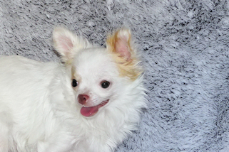 Mouse - Fawn Spotted on White Longcoat Male Chihuahua Puppy