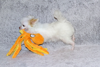 Mouse - Fawn Spotted on White Longcoat Male Chihuahua Puppy