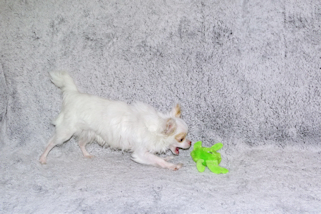 Mouse - Fawn Spotted on White Longcoat Male Chihuahua Puppy