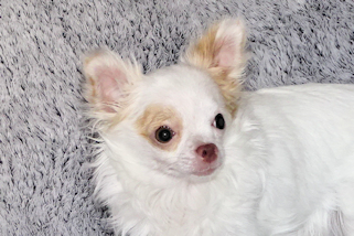 Mouse - Fawn Spotted on White Longcoat Male Chihuahua Puppy