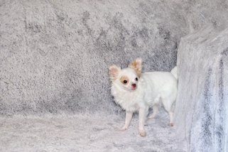 Mouse - Fawn Spotted on White Longcoat Male Chihuahua Puppy